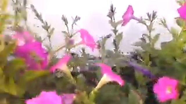 Петуния многоцветковая, 15 июля. смотреть онлайн