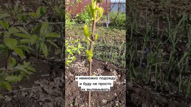 Гортензия метельчатая Фантом на штамбе смотреть онлайн