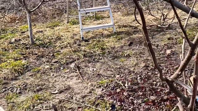 Обрезка яблони весной. Веретеновидная формировка смотреть онлайн