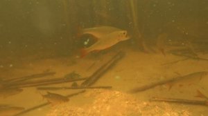 Реакция рыбы на комбикорм  с укропом!