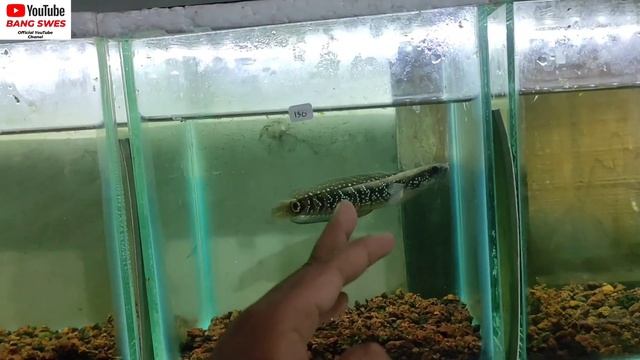 REVIEW HARGA IKAN CHANA TERBARU 2023 DI TOKO IKAN CHANA PATI#chana #ikangabus #auranti смотреть онлайн