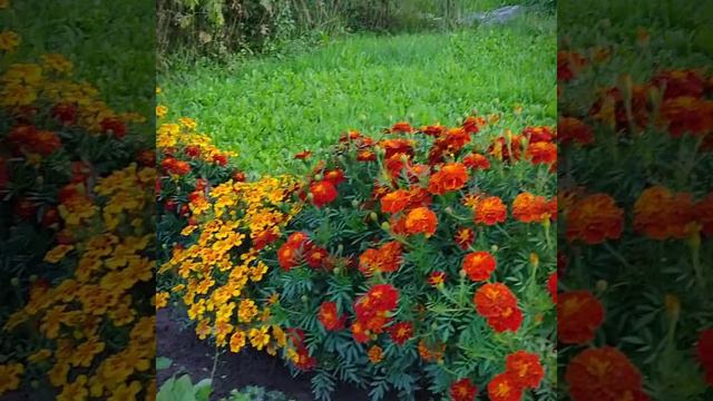 Пруд, новые соседи и сад в конце августа смотреть онлайн