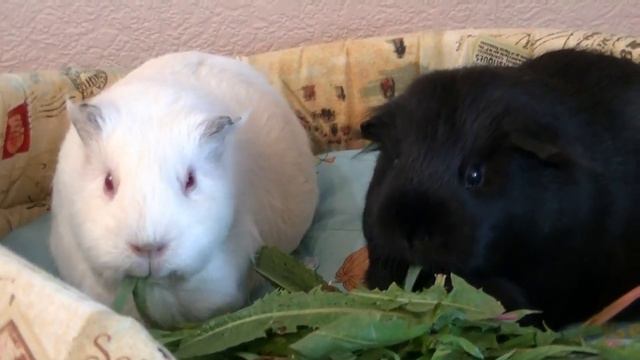 Морские свинки. Счастливые! смотреть онлайн