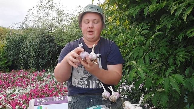 Озимый чеснок//Мои новинки! Как сохранить до нового урожая? смотреть онлайн