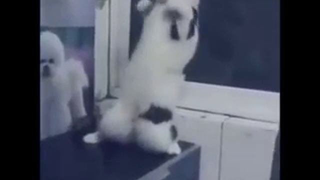 Кот танцует смотреть онлайн
