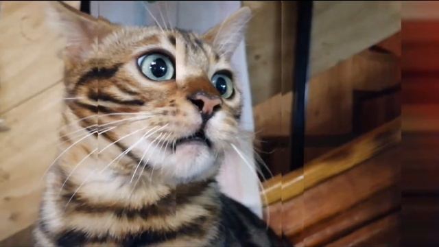 Бенгальские кошки смотреть онлайн