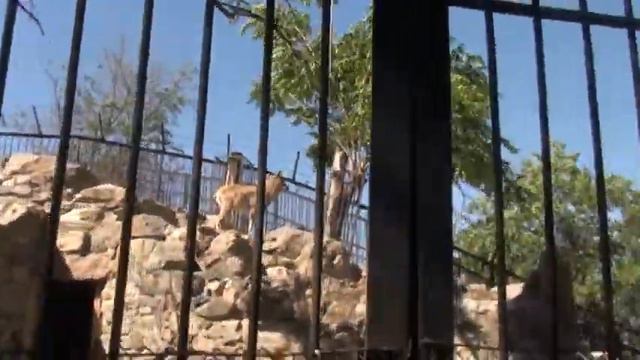 Николаевский Зоопарк. Mykolaiv Zoo смотреть онлайн
