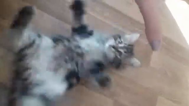 Сибирские котята. 3 месяца. смотреть онлайн