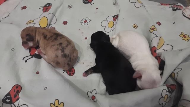 новорожденные щенки чихуахуа,но не все) питомник собак Кастропуло Крым Симферополь смотреть онлайн