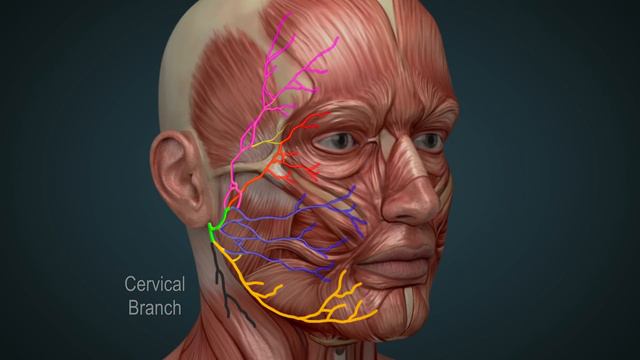Ramsay Hunt Syndrome смотреть онлайн