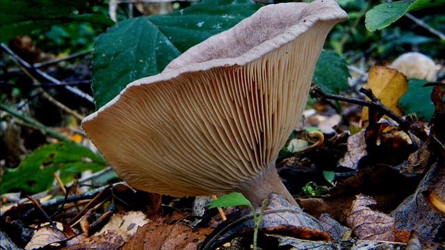 Paxillus involutus смотреть онлайн