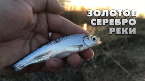 Ловля уклейки весной в проводку.