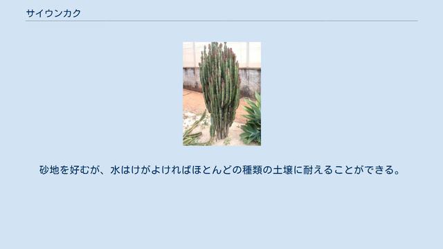 サイウンカク смотреть онлайн