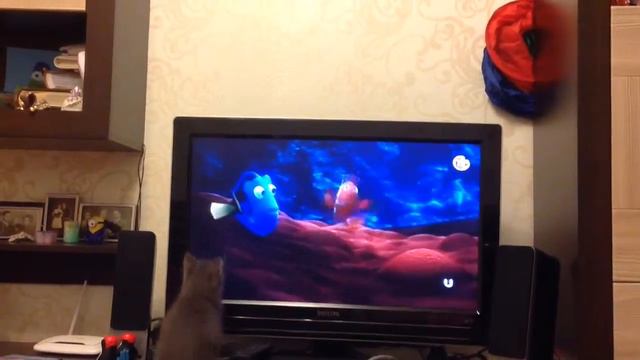 Котёнок смотрит телевизор