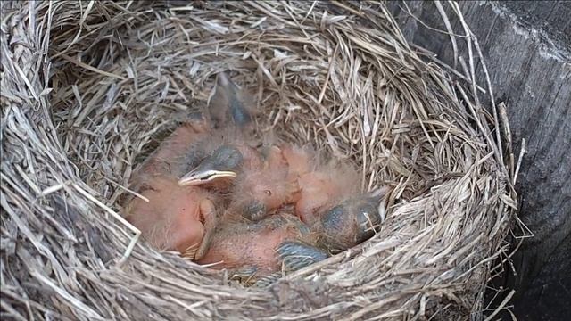 Репортаж из гнезда дроздов | Птенцы вылупились из яиц смотреть онлайн