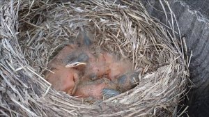 Репортаж из гнезда дроздов | Птенцы вылупились из яиц