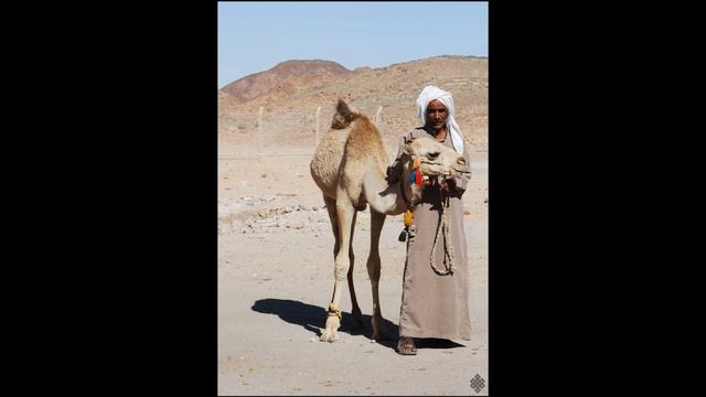 Аллах повелел возвращать вверенное на хранение имущество! (Коран 4:58) смотреть онлайн