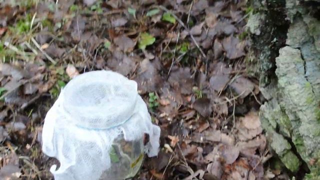 сбор березового сока ч 1 смотреть онлайн