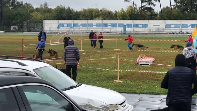 Монопородная выставка немецких овчарок. Иркутск. 12.09.2020. Класс подростки суки смотреть онлайн