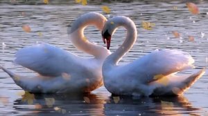 Рок Острова---- Лебеди...