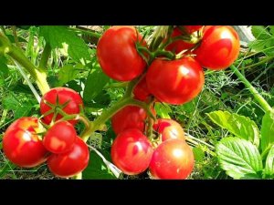 САМЫЕ СКОРОСПЕЛЫЕ ТОМАТЫ Катя, Леопольд, Монгол карлик, Детская сладость. ВЫВОДЫ посажу ли снова..