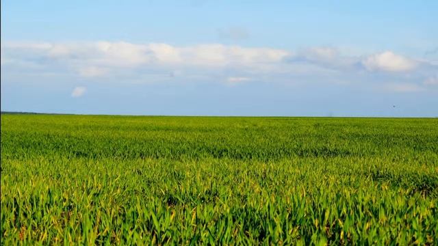 Успокаивающее пение птиц для сна детей и взрослых / Звуки природы для сна смотреть онлайн