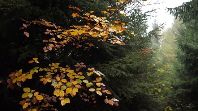 Relaxing Afternoon in The Forest / Light Rain and Wind Under The Trees смотреть онлайн