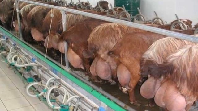 Самая ДОРОГАЯ и УЖАСНАЯ коза в мире/Любопытные факты смотреть онлайн