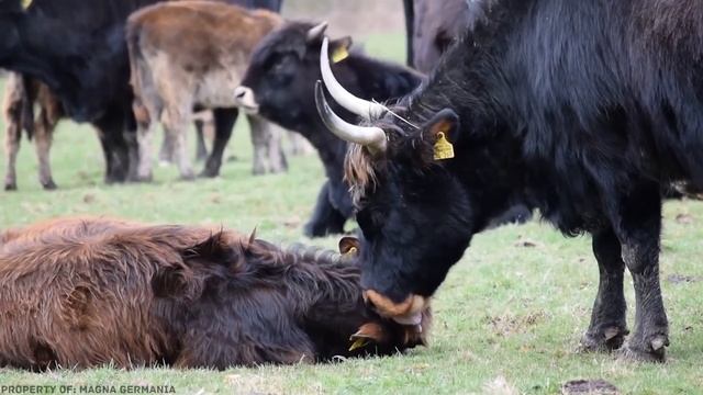 10 Вымерших Животных, Которых Воскресят в Скором Времени смотреть онлайн