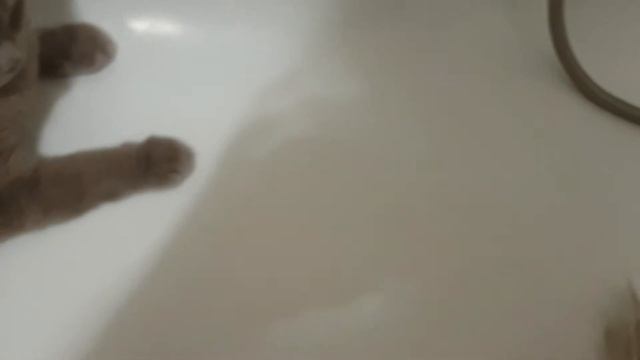 У кота новая причёска))) Как избавиться от шерсти. Что не любит наш кот) смотреть онлайн