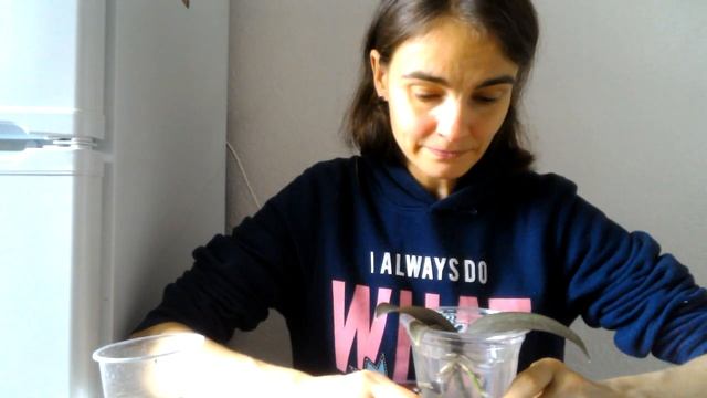 Мини Марк: результаты обработок и пересадка в горшочек большего размера, рост корней и уход смотреть онлайн