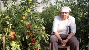 Томат Красная Стрела F1. Гибрид - легенда. Агрофирма Ильинична. Устойчивый к заболеваниям томат.