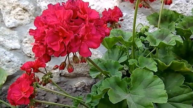 Пеларгонія ~ Pelargonium Zonale