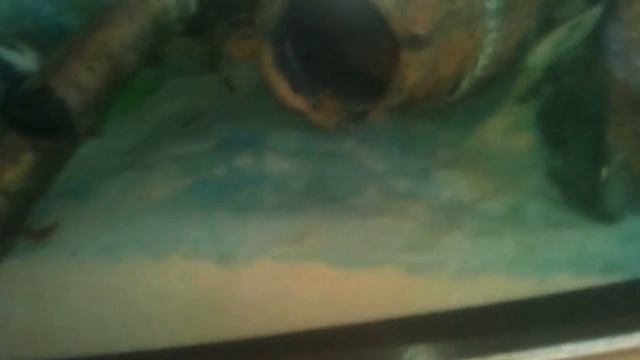 Коротко о манке у рыб в аквариуме (Часть 2 - манка полностью вылечена) смотреть онлайн