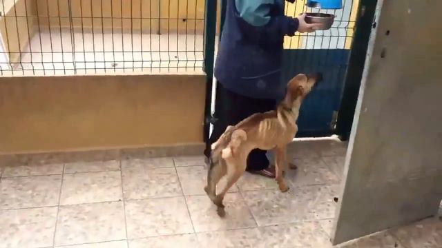 Спасение собаки! Памятник нужно таким людям ставить! смотреть онлайн