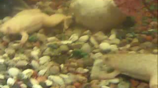 Жадные лягушки.