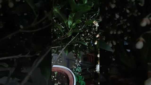 Dạ ngọc Minh Châu смотреть онлайн