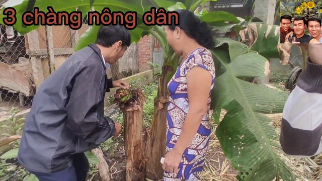 Khám phá cây chuối độc lạ | sức sống mãnh liệt смотреть онлайн