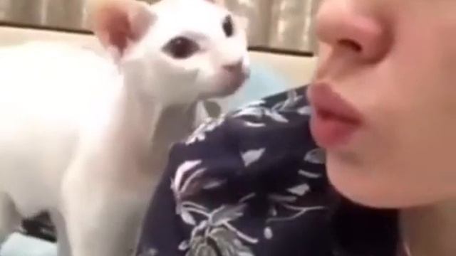 Турецкая кошка говорит что нельзя свистеть дома смотреть онлайн