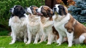 Московская сторожевая. Всё о породе. Плюсы и минусы породы.