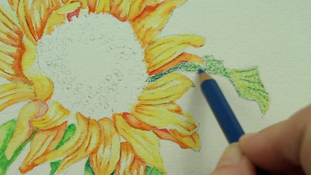 Bright Sunflower with Watercolor Pencils смотреть онлайн