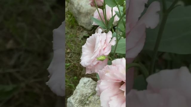 МОЯ ЭУСТОМА ИЗ СОБСТВЕННЫХ СЕМЯН. смотреть онлайн