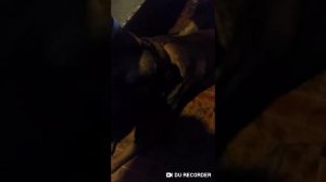 Аланский дог по кличке Скиф.