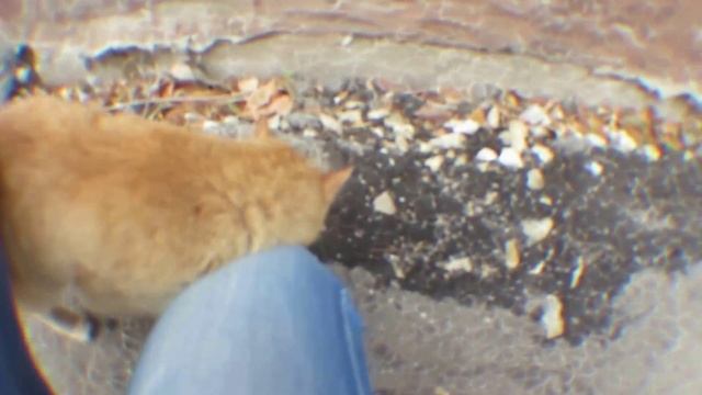 Фишай объектив тест | test fish-eye lens смотреть онлайн