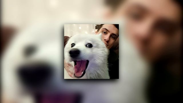 Я ЛЮБЛЮ СОБАК | HELLYEAHPLAY & Eban'ko (Ai Cover) смотреть онлайн