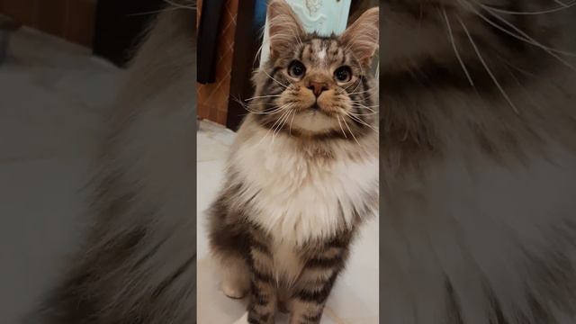 КОТИК МЕЙН-КУН ЧЕРНЫЙ МРАМОР НА СЕРЕБРЕ смотреть онлайн