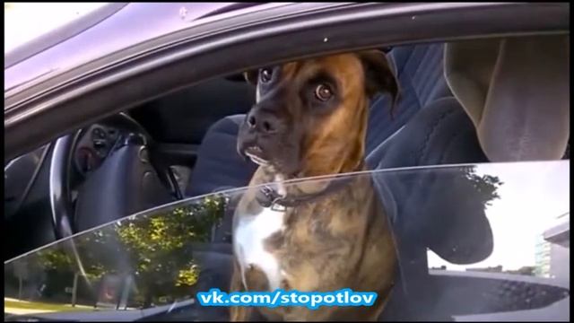 Умная собака наблюдает за глупыми людьми смотреть онлайн