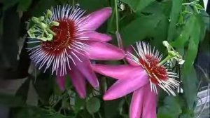 Пассифлора Выращивание из семян