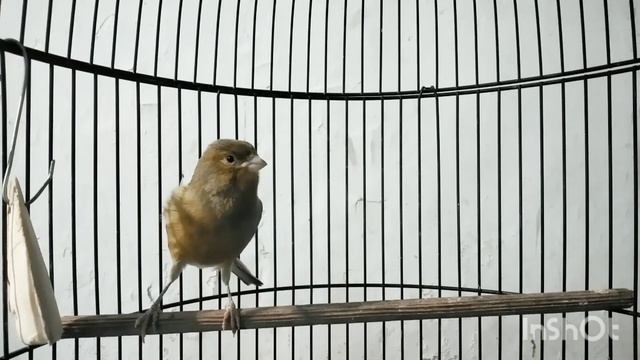 Canary Singing TRAINING Song - Canário Belga Cantando | Canário Belga