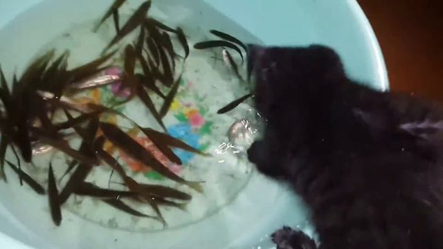 Ловим рыбу смотреть онлайн